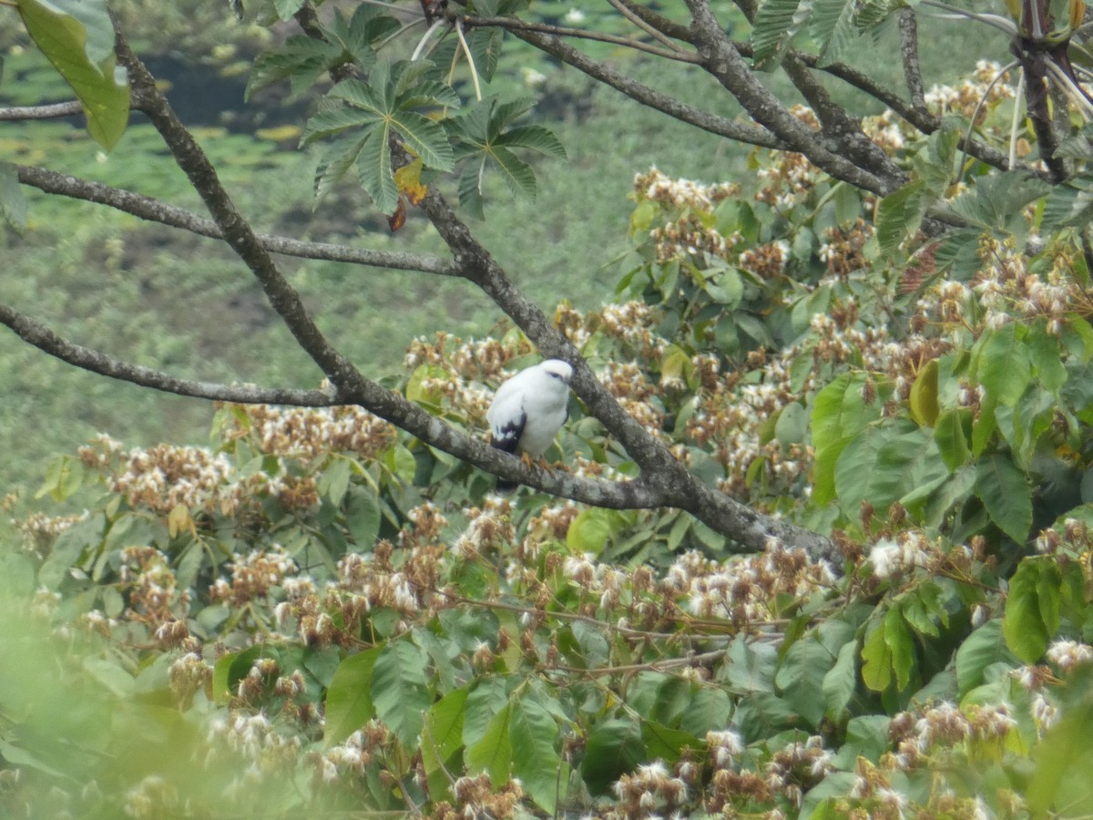 White Hawk - ML597038041