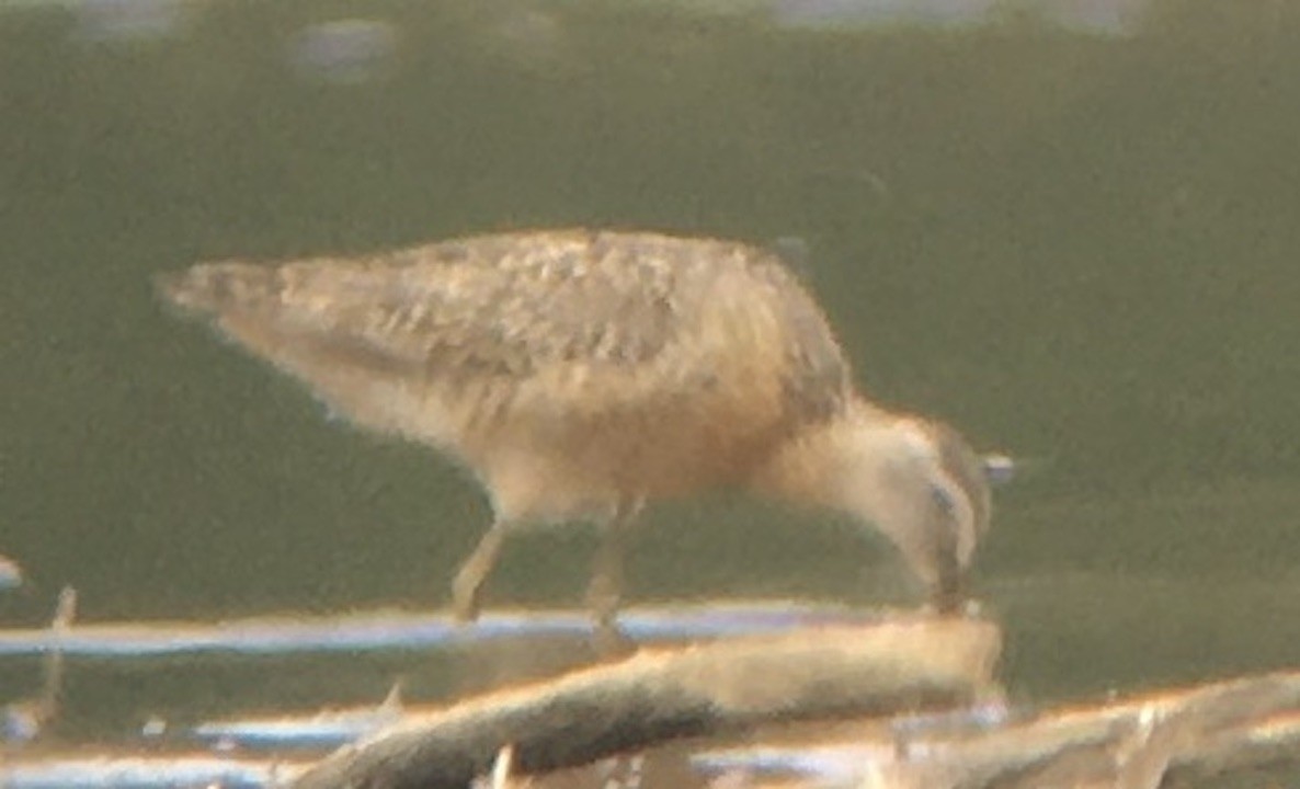 Short-billed Dowitcher - ML597038191