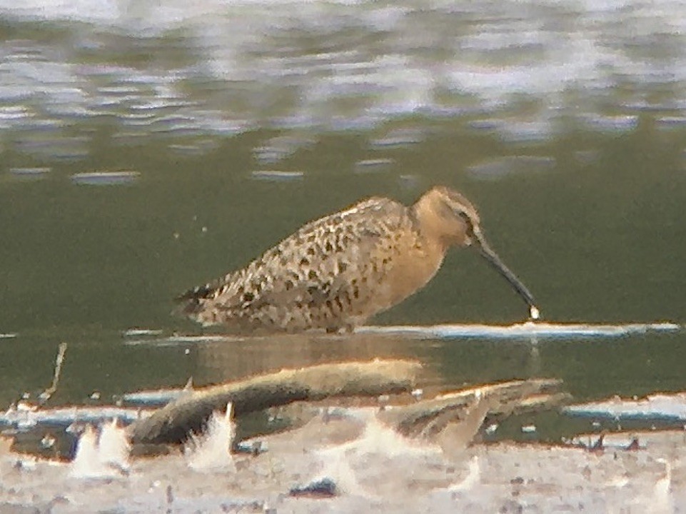 Short-billed Dowitcher - ML597038461