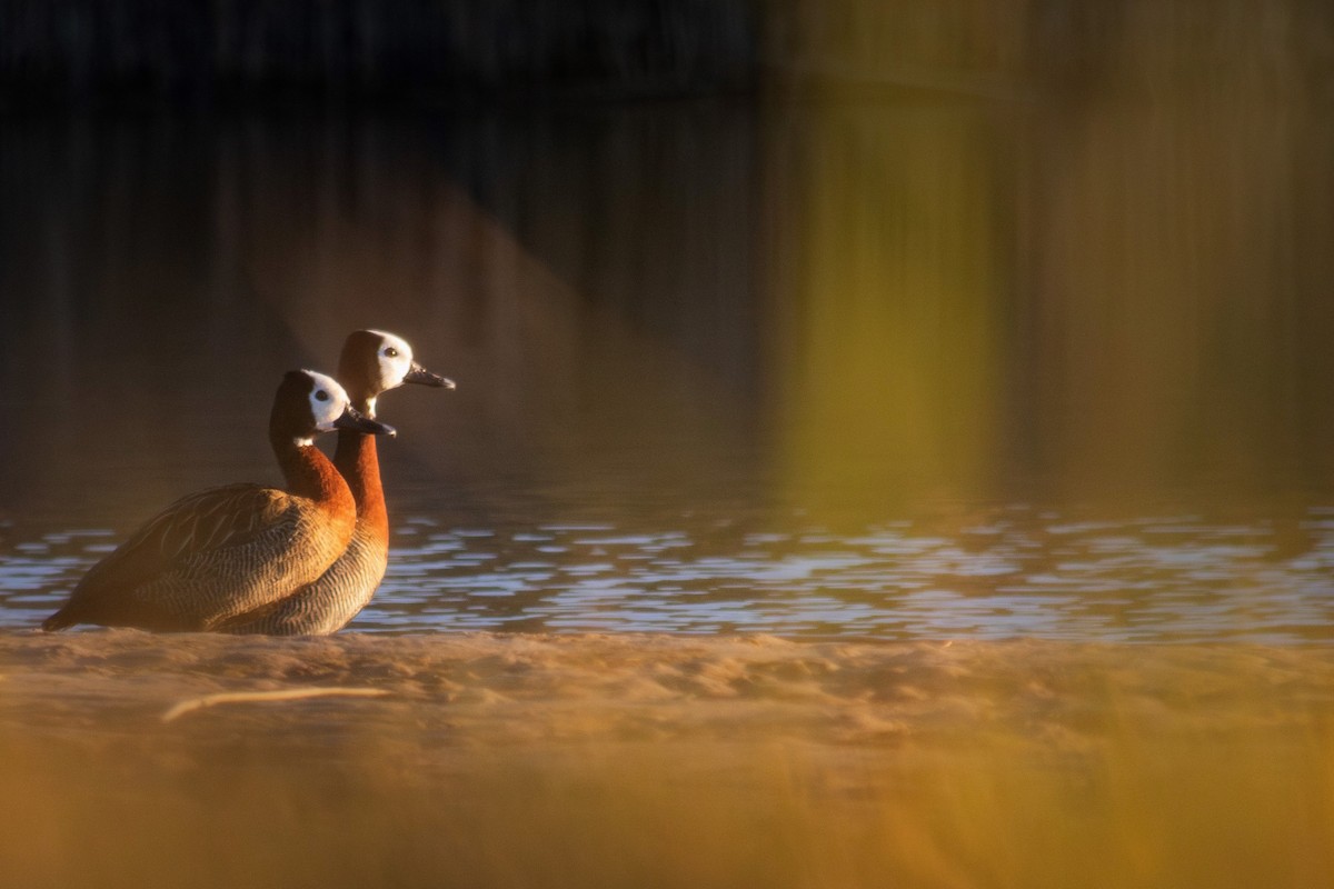 White-faced Whistling-Duck - Retief Williams