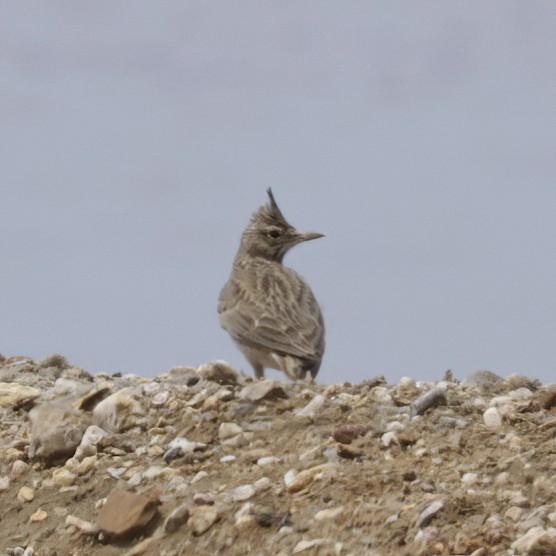 Crested Lark - Jim Stasz