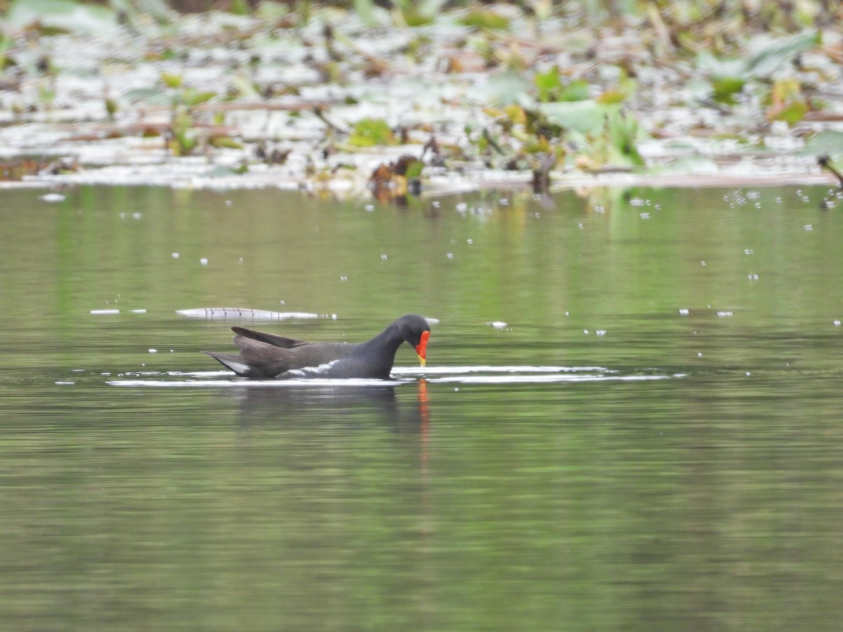 Eurasian Moorhen - Ambady Sasi