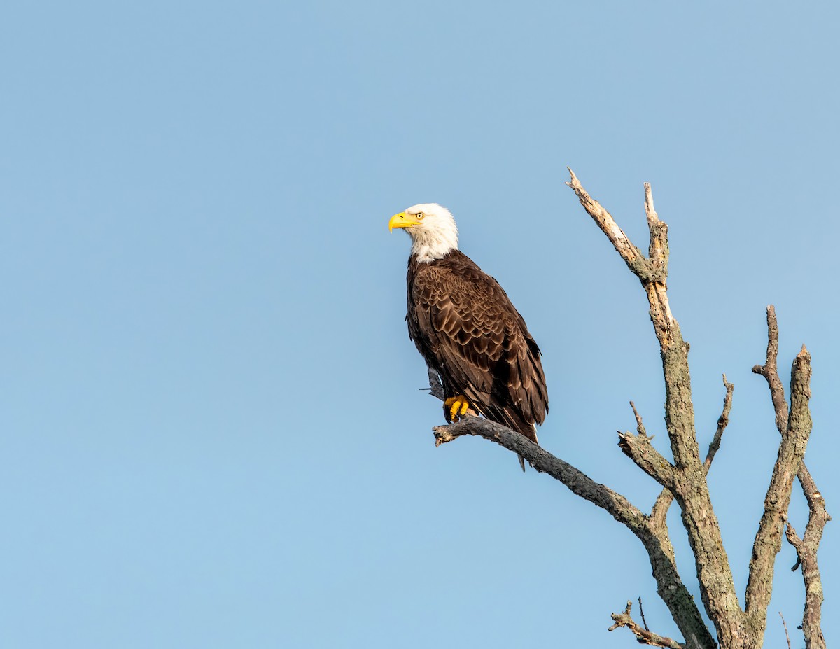 Bald Eagle - ML597039781