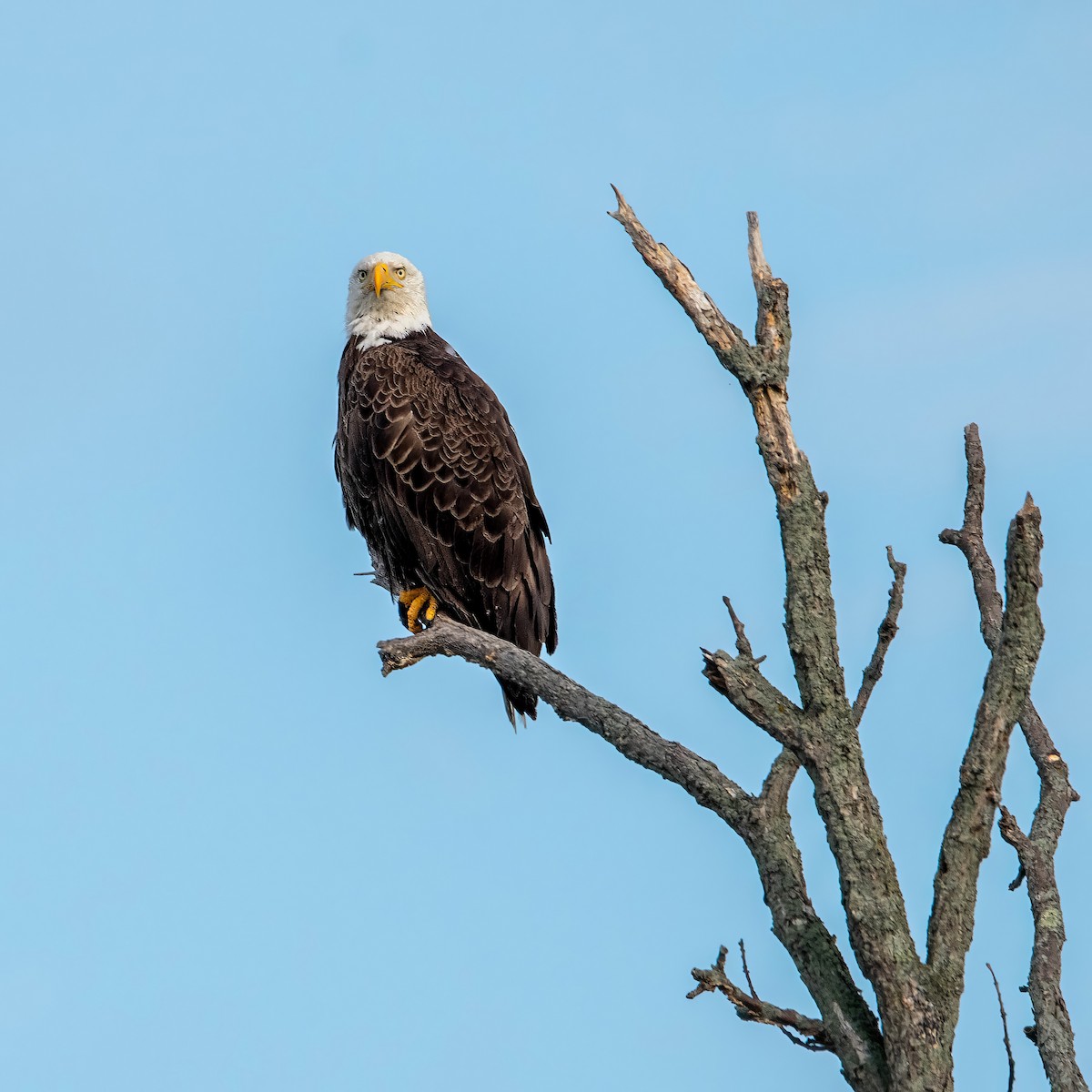 Weißkopf-Seeadler - ML597039791