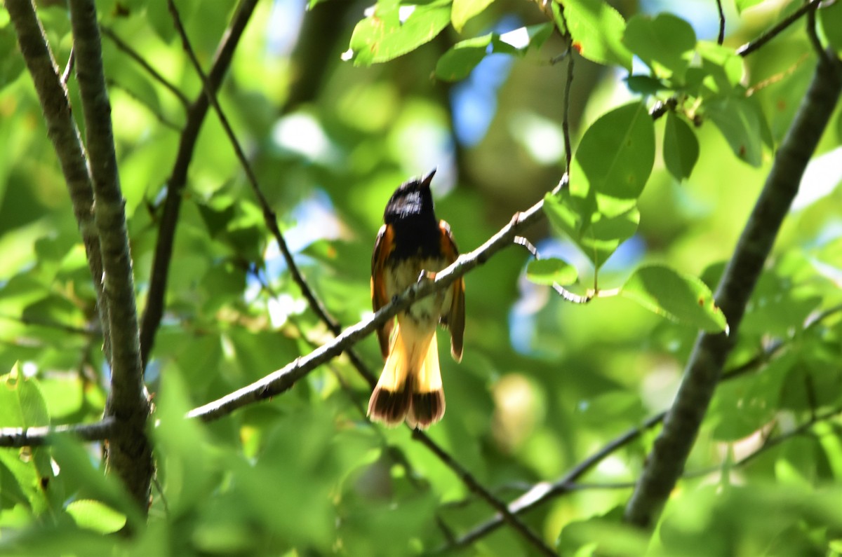 American Redstart - ML597039921