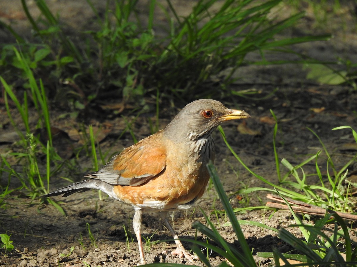 Rufous-backed Robin - ML597040031