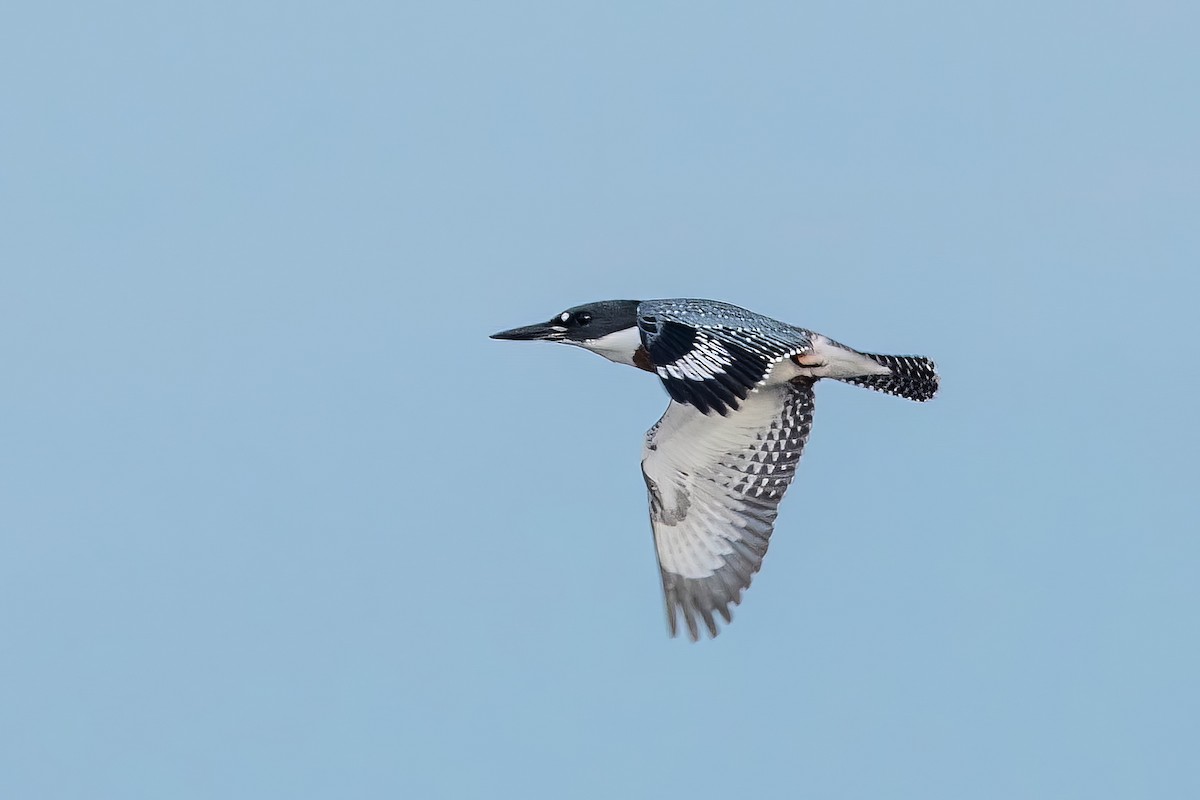 Belted Kingfisher - ML597040691