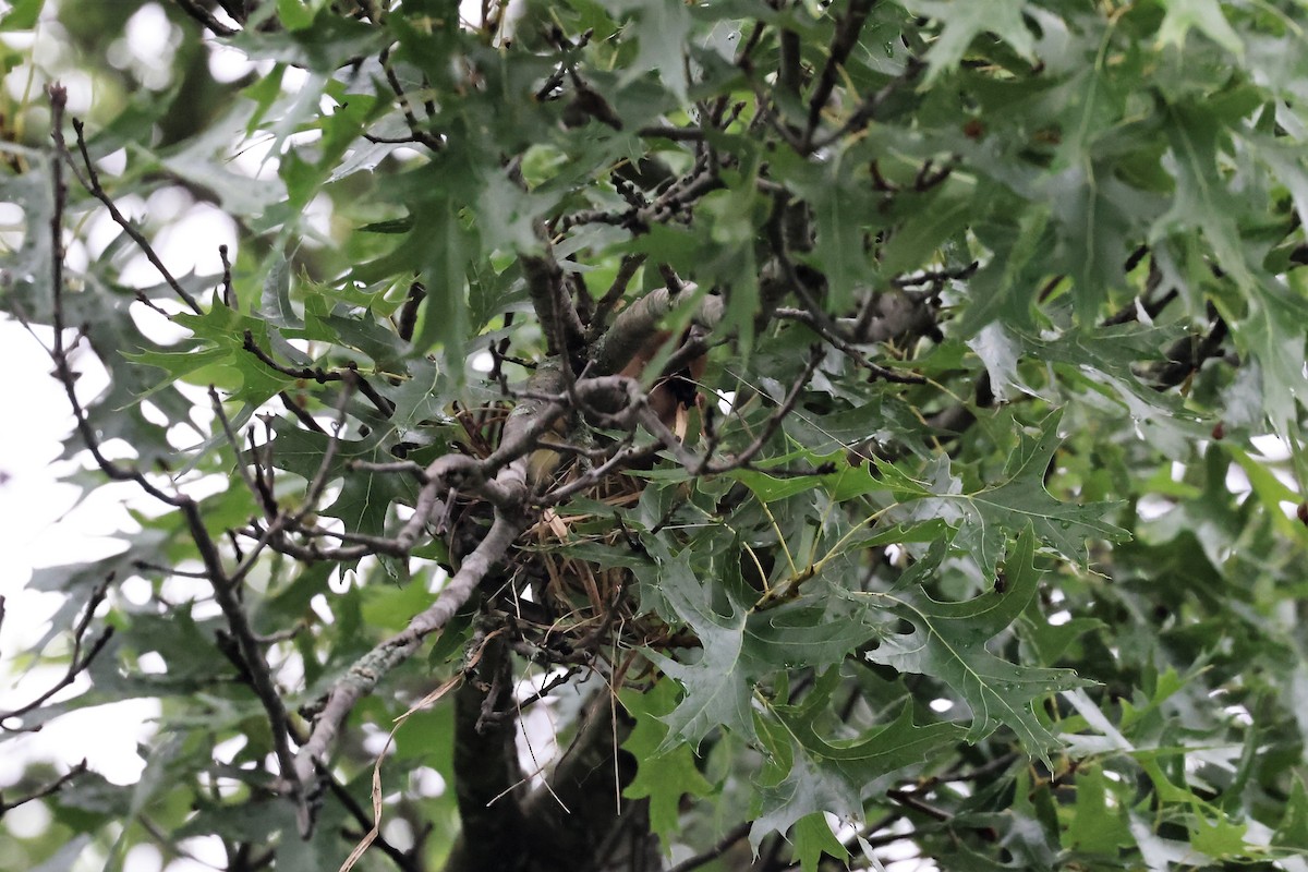 Cedar Waxwing - ML597041021