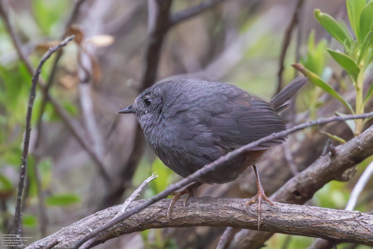 Vilcabamba Tapaculo - Mark Maddock