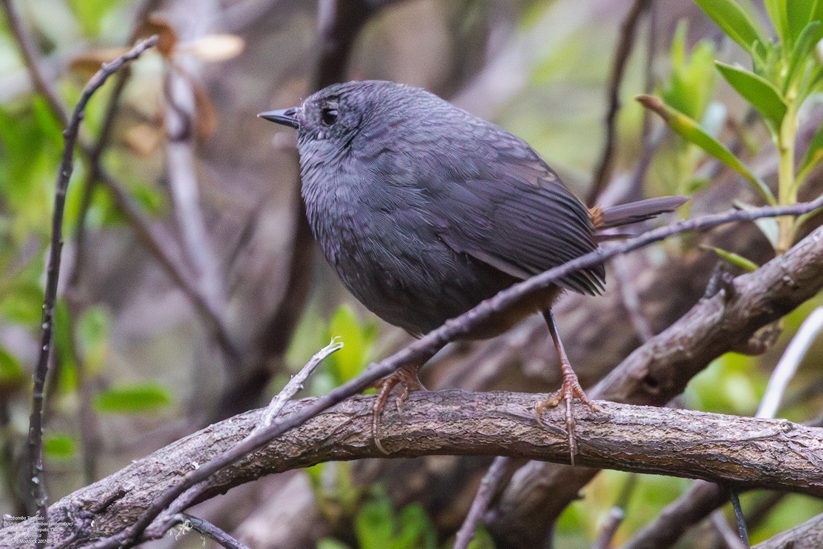 Vilcabamba Tapaculo - Mark Maddock