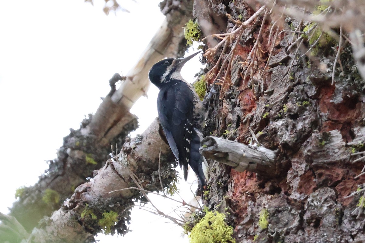 Black-backed Woodpecker - ML597042391