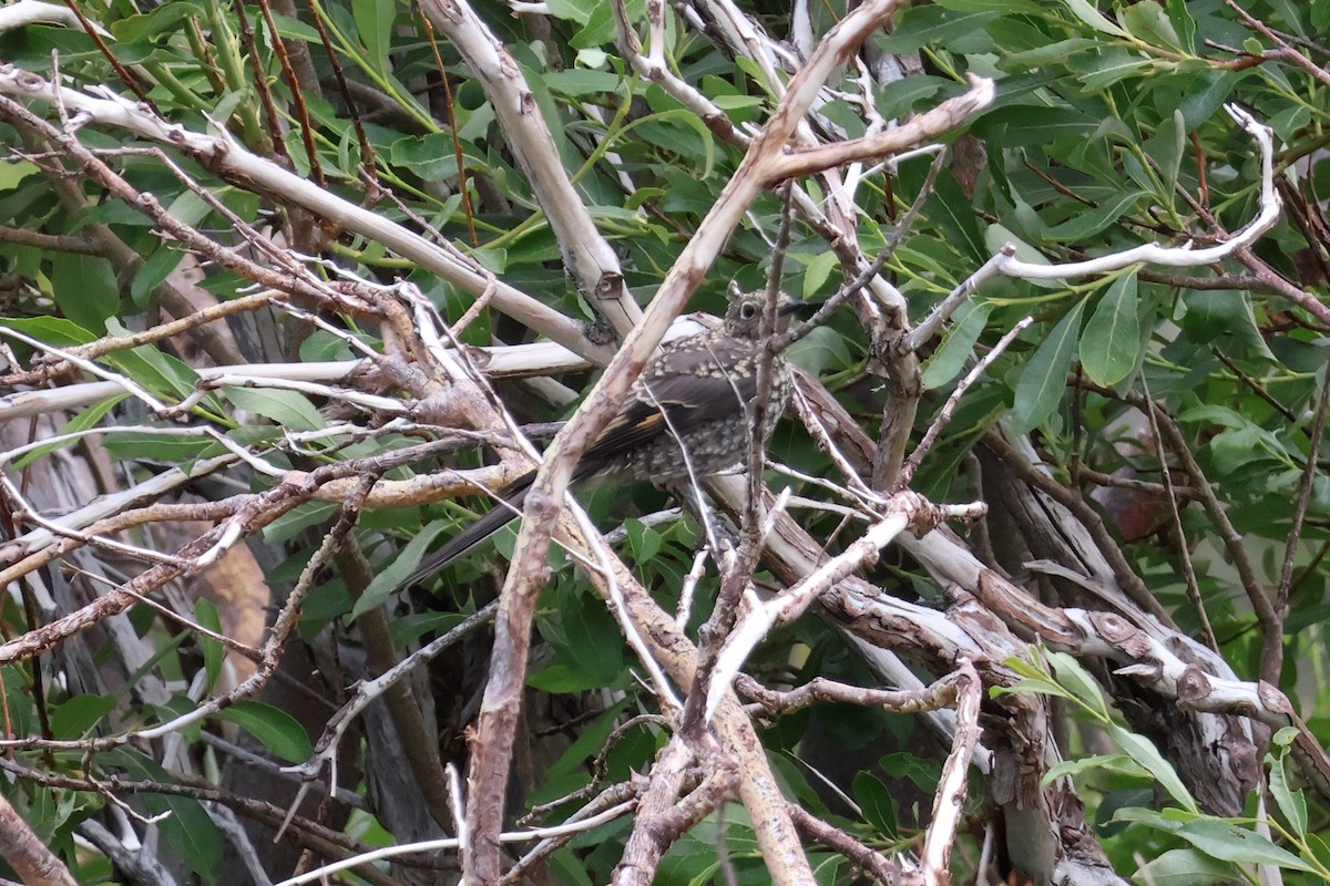 Townsend's Solitaire - ML597043211