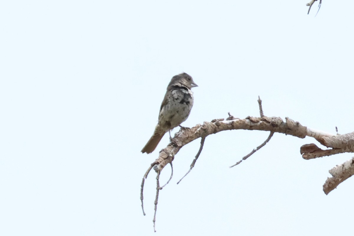 Fox Sparrow - ML597043301