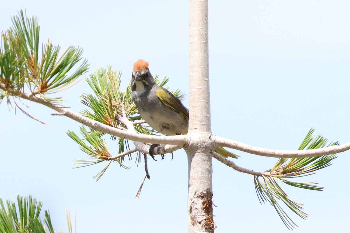 Green-tailed Towhee - ML597043341