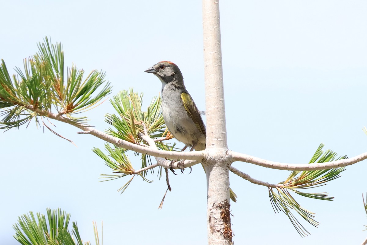 Green-tailed Towhee - ML597043411