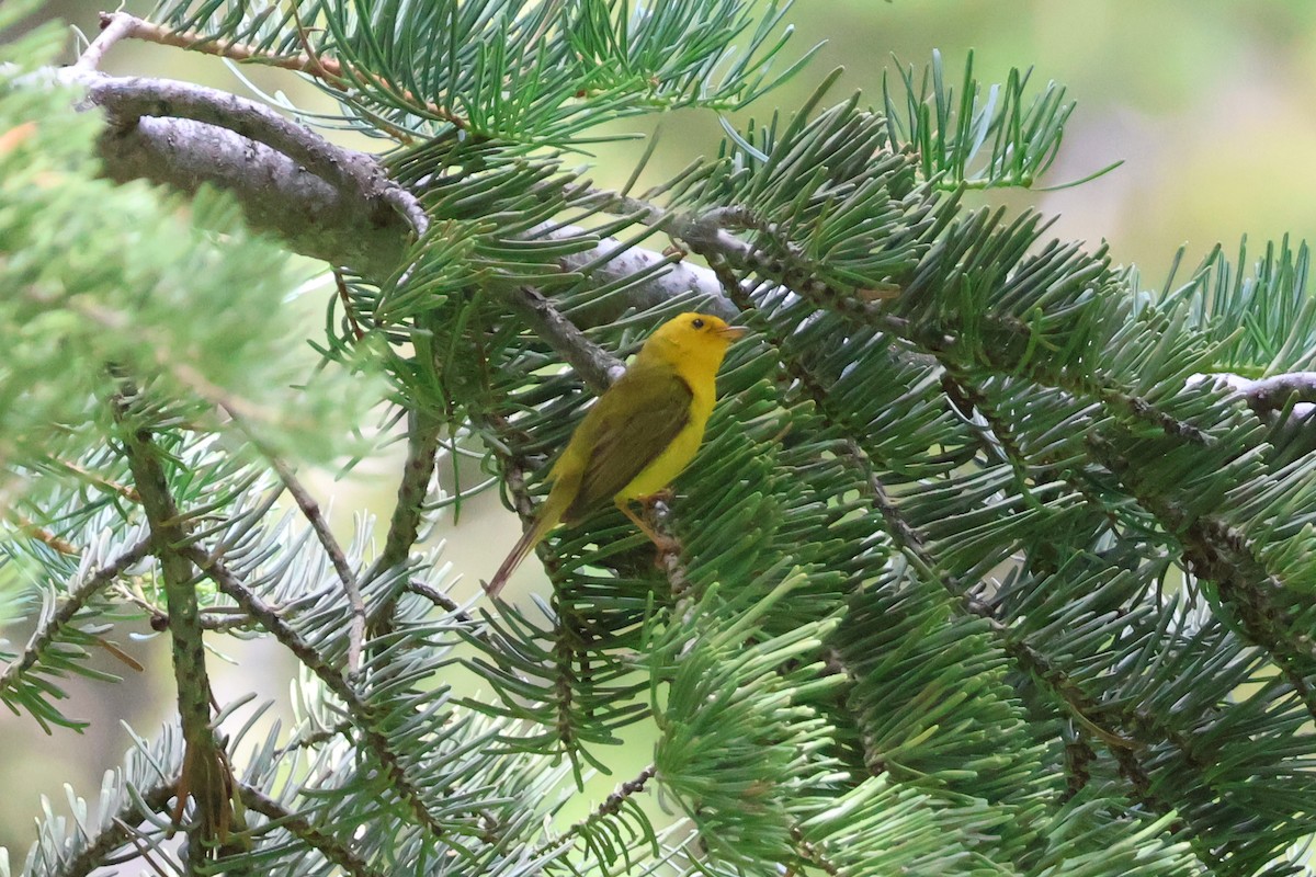 Wilson's Warbler - ML597043761