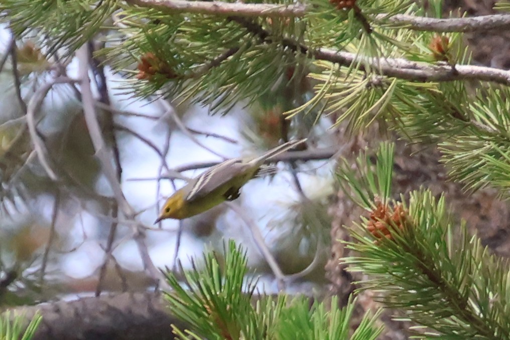 Hermit Warbler - ML597043821