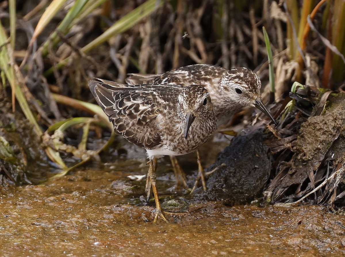 Least Sandpiper - Charles Fitzpatrick