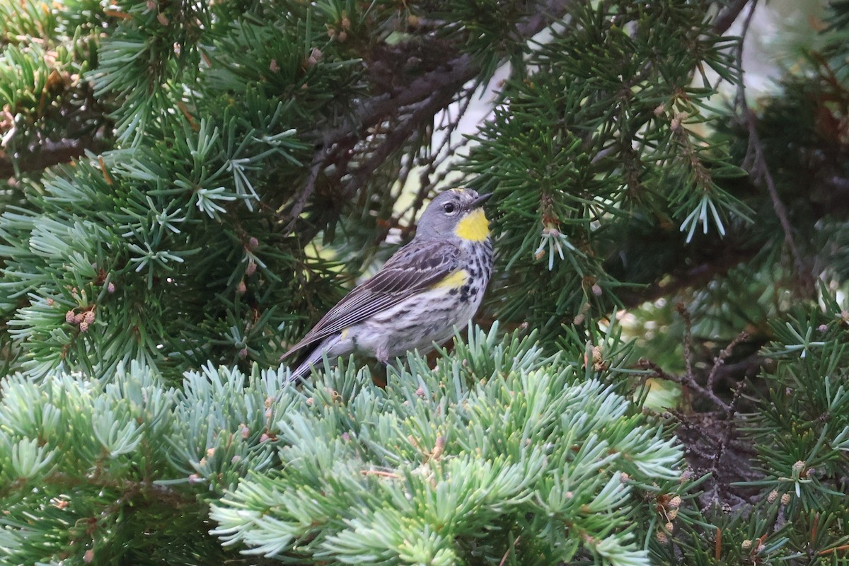 Yellow-rumped Warbler - ML597044411