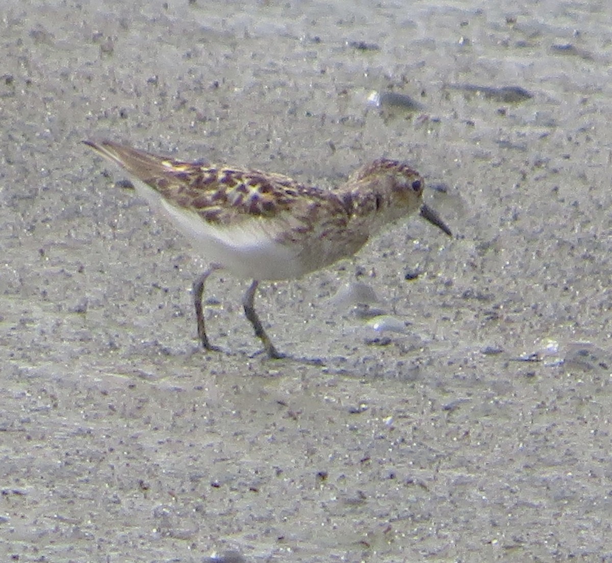 Least Sandpiper - ML597044941