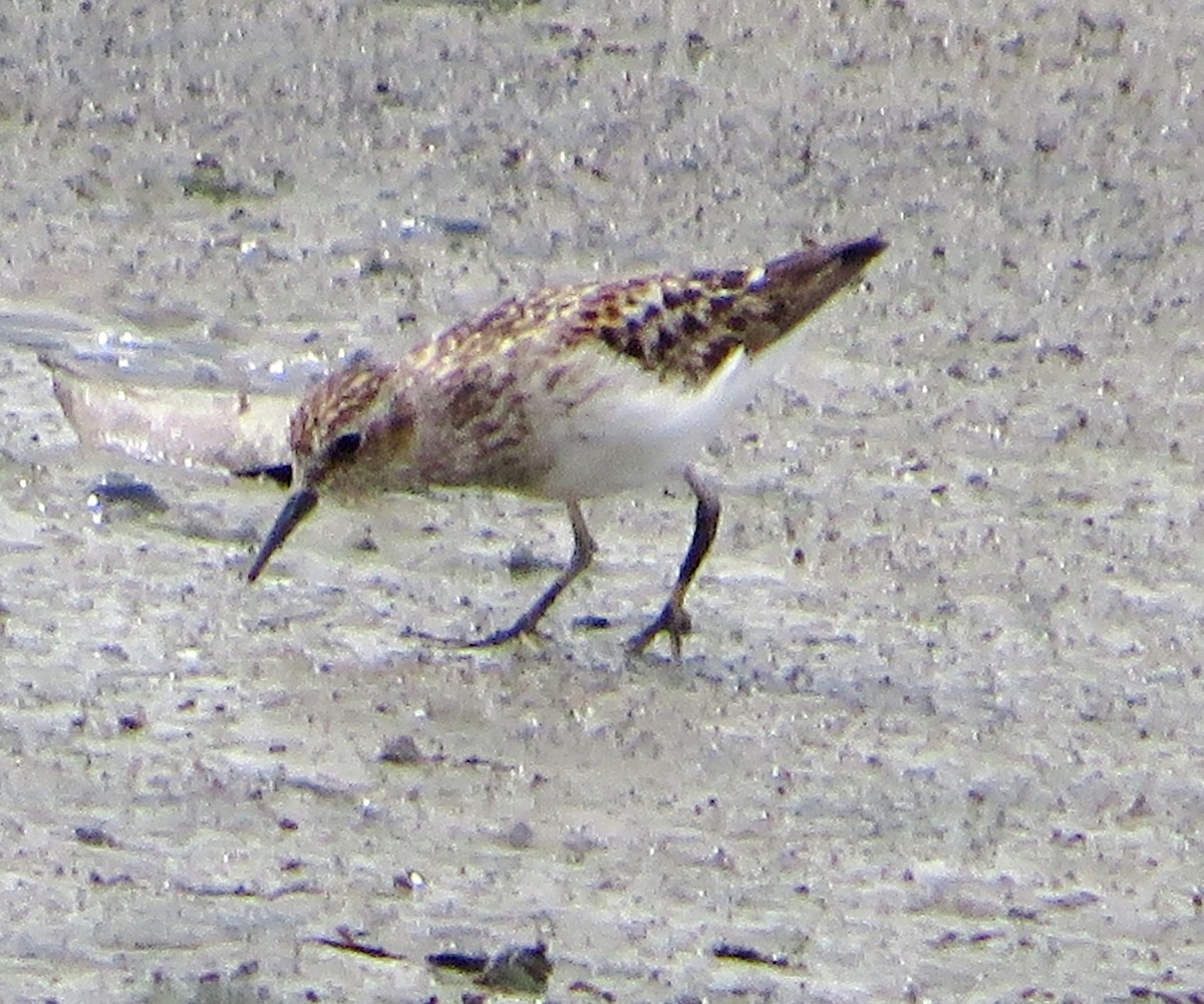 Least Sandpiper - ML597044951