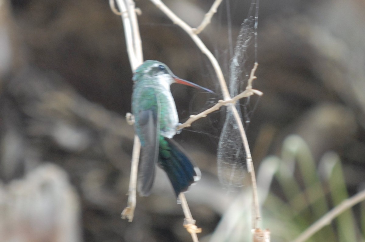 Glittering-bellied Emerald - ML597045211