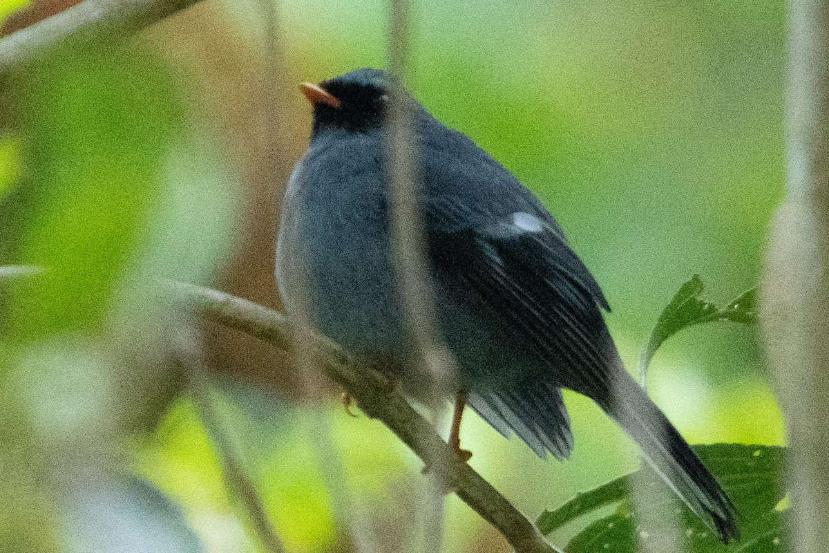 Black-faced Solitaire - ML597045231