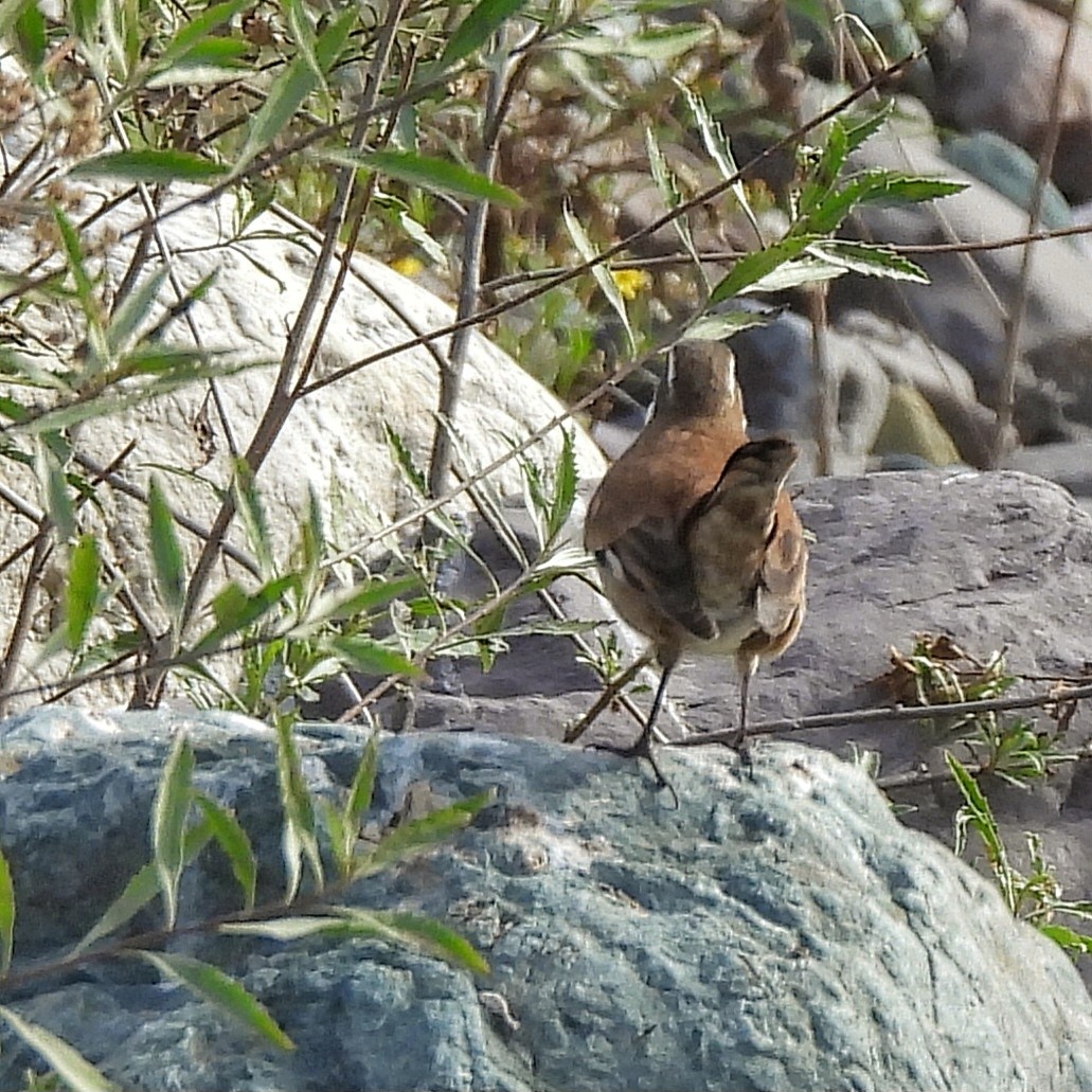 Cream-winged Cinclodes - ML597046051