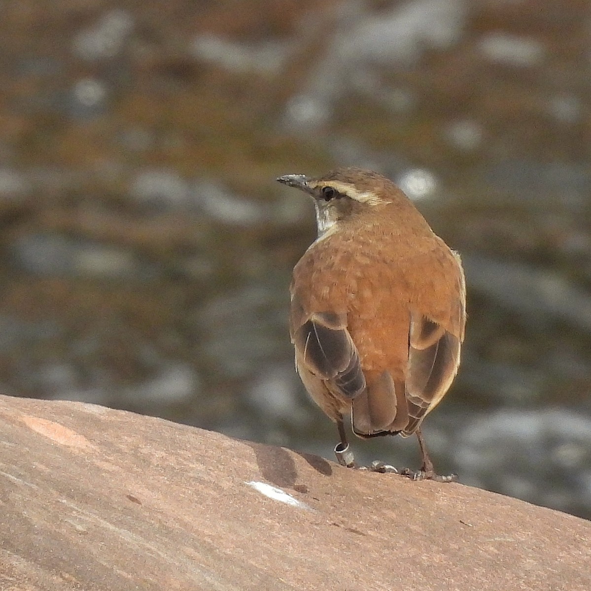 Cream-winged Cinclodes - ML597046061