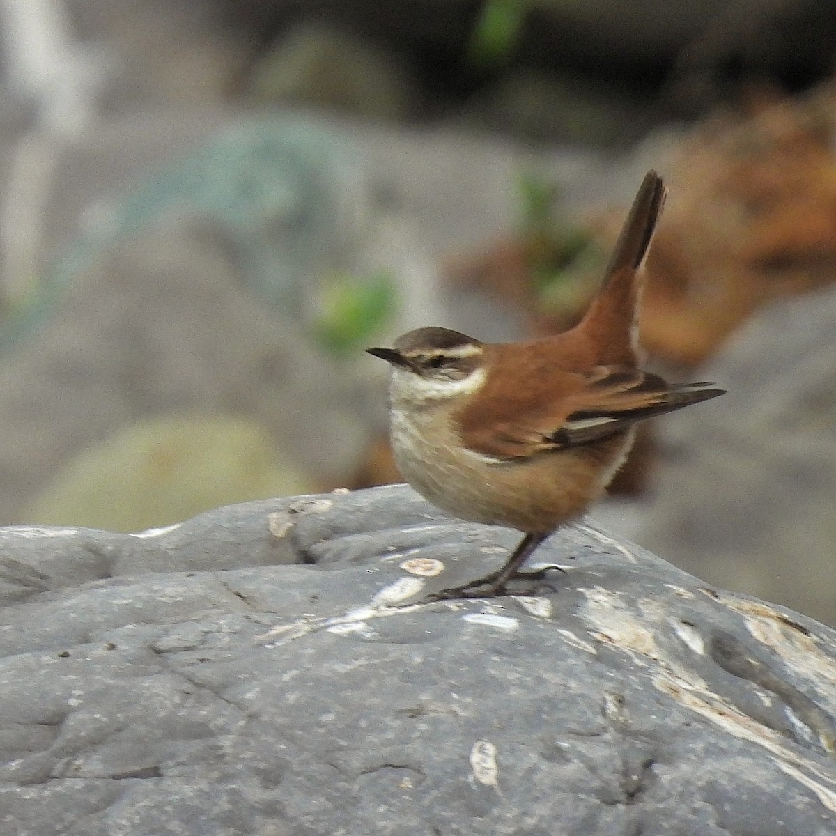 Cream-winged Cinclodes - ML597046071