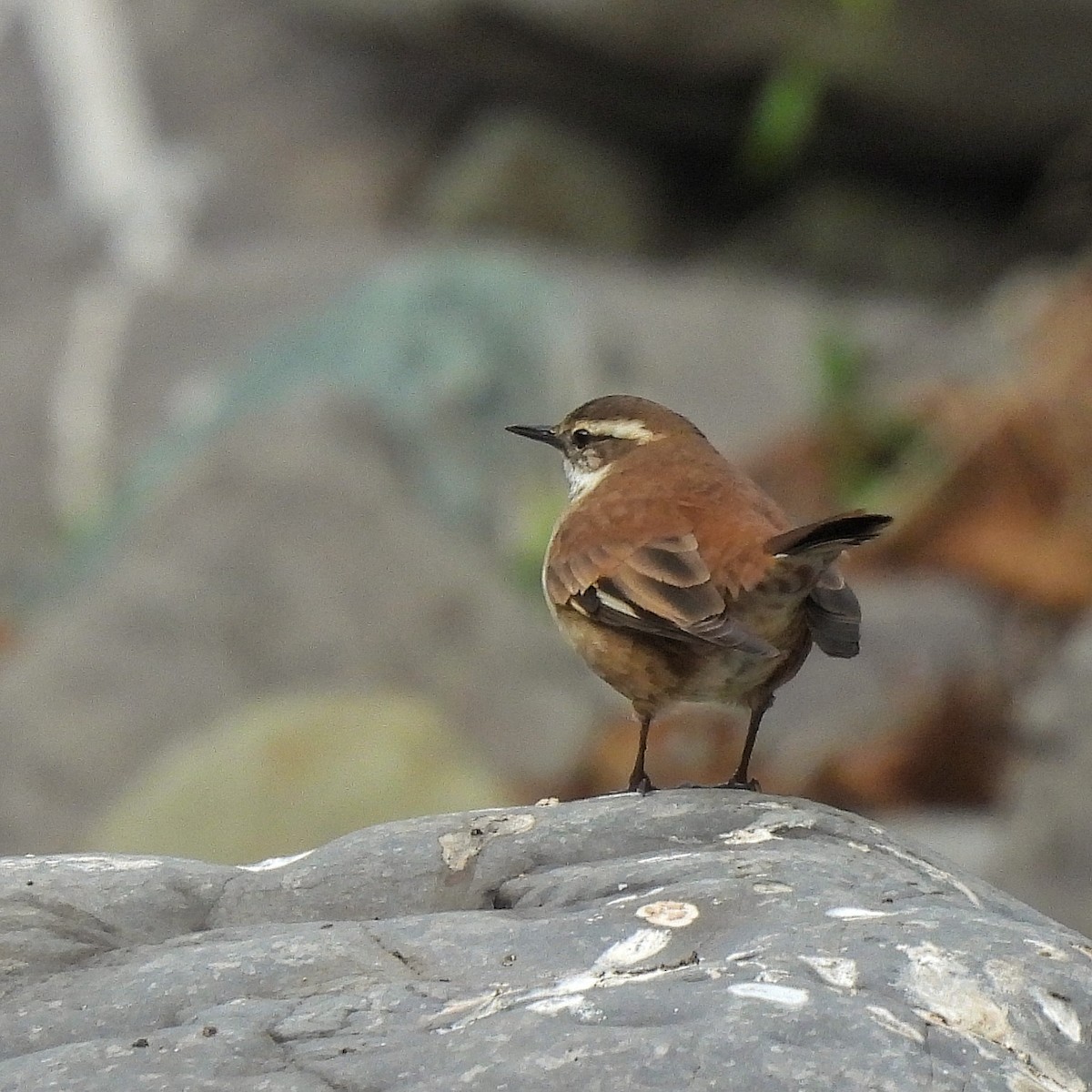 Cream-winged Cinclodes - ML597046091