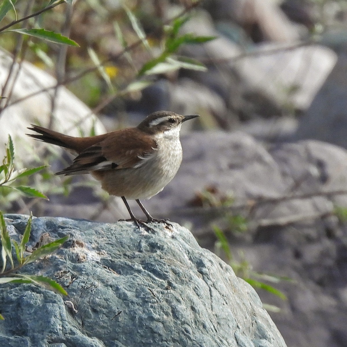 Cream-winged Cinclodes - ML597046111