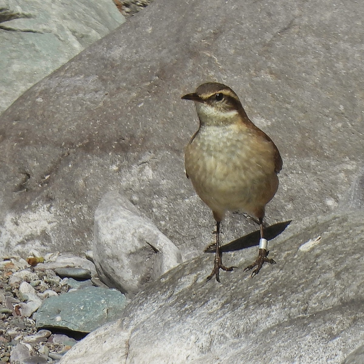 Cream-winged Cinclodes - ML597046121