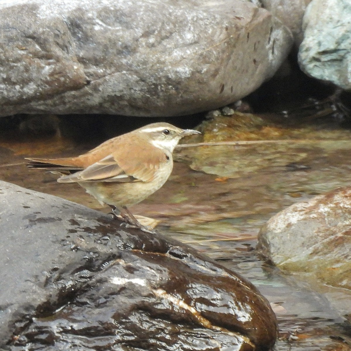 Cream-winged Cinclodes - ML597046131