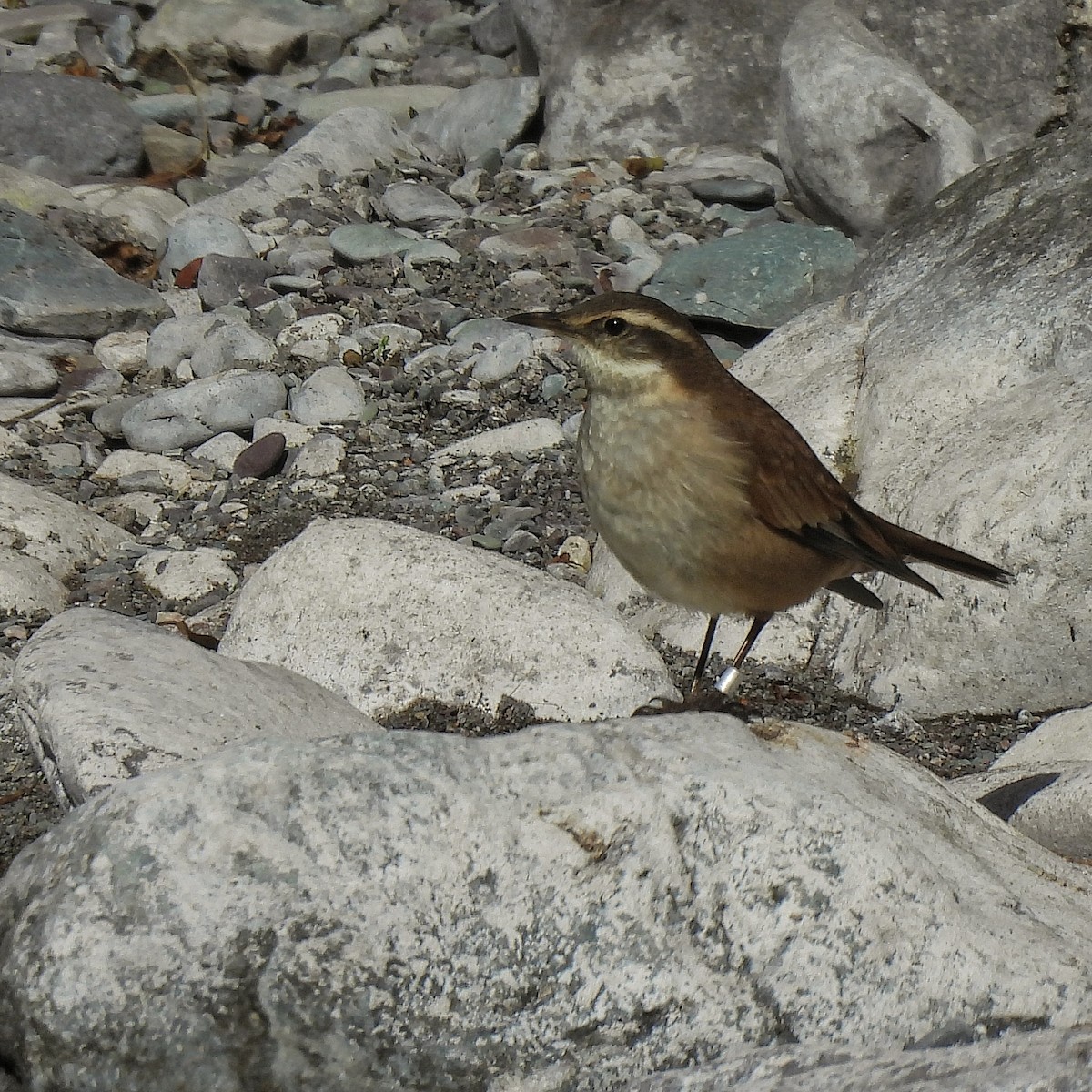 Cream-winged Cinclodes - ML597046151