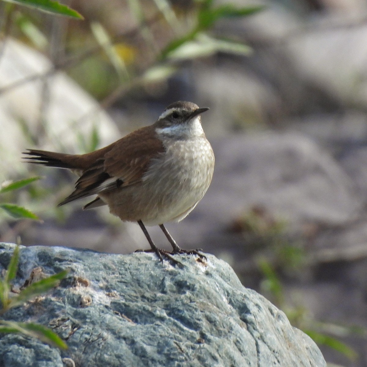 Cream-winged Cinclodes - ML597046161