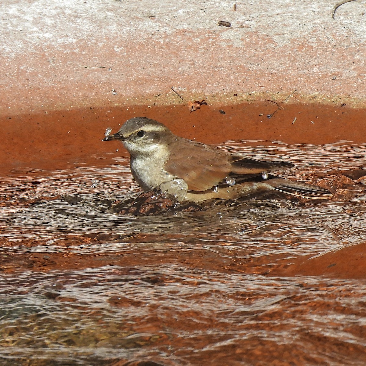 Cream-winged Cinclodes - ML597046171