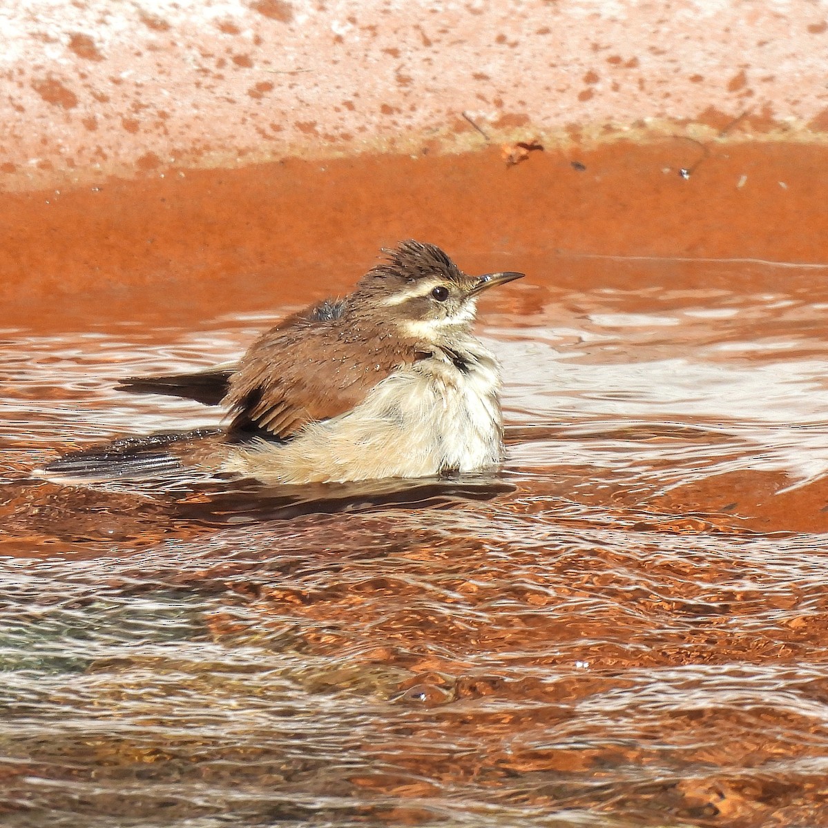 Cream-winged Cinclodes - ML597046191