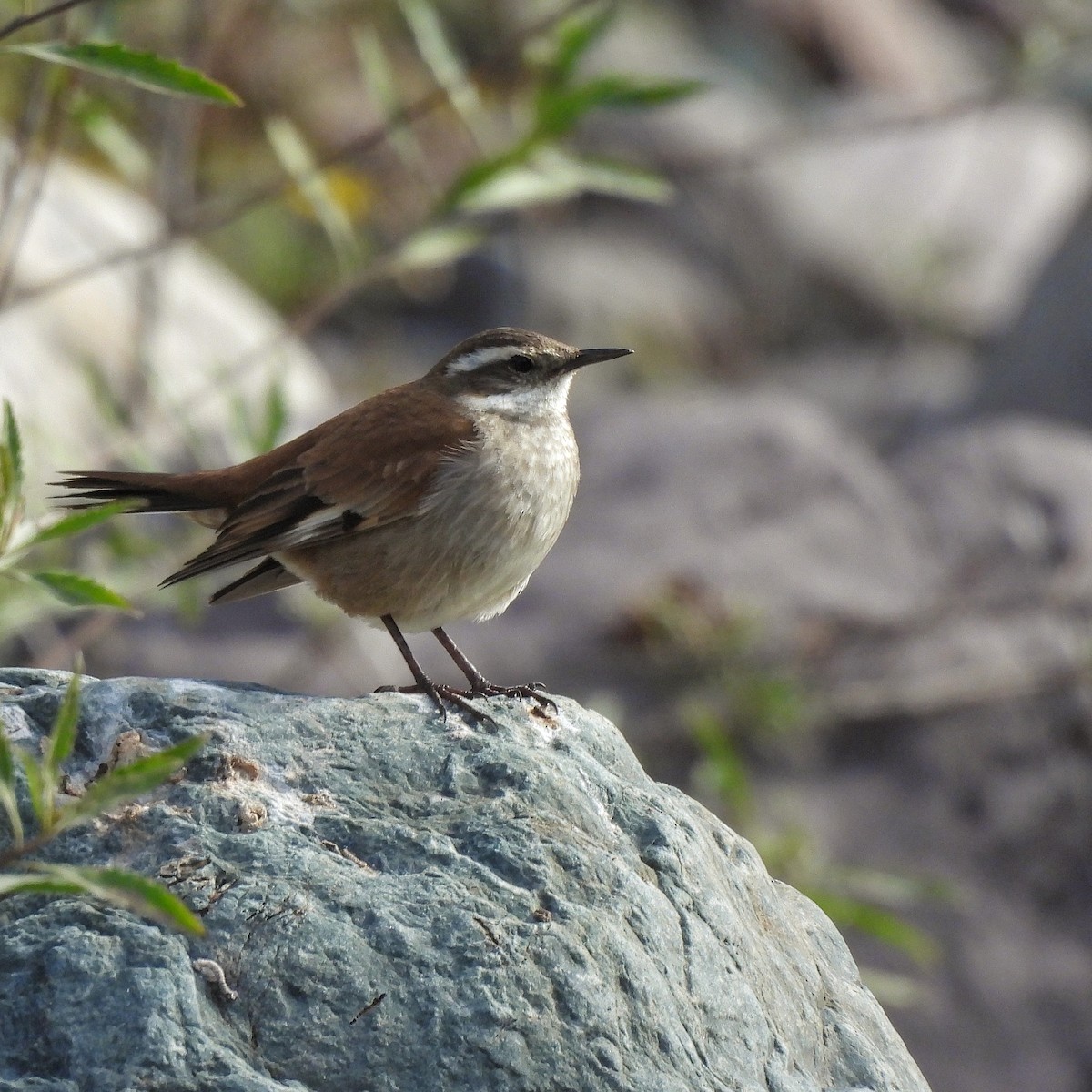 Cream-winged Cinclodes - ML597046201