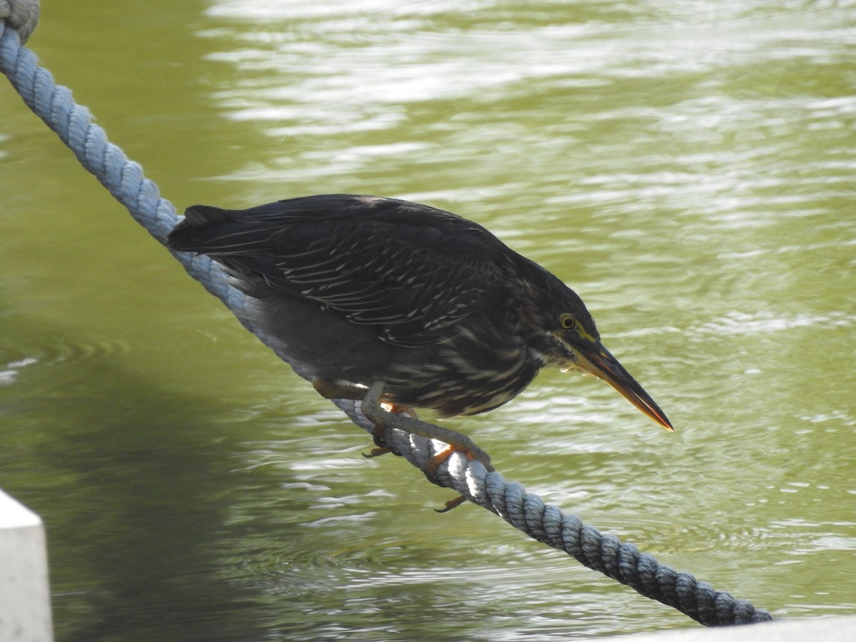 Green Heron - ML597046731