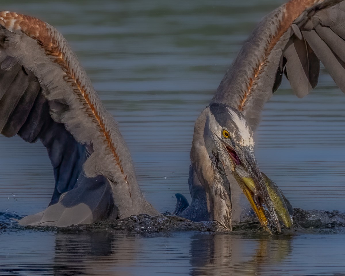 Great Blue Heron - ML597046761