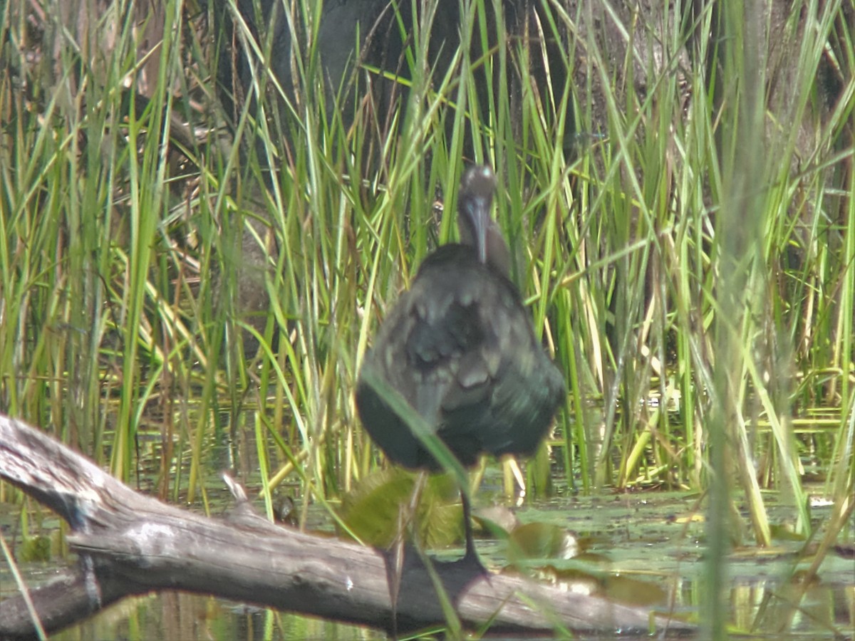 Mignattaio - ML597047381