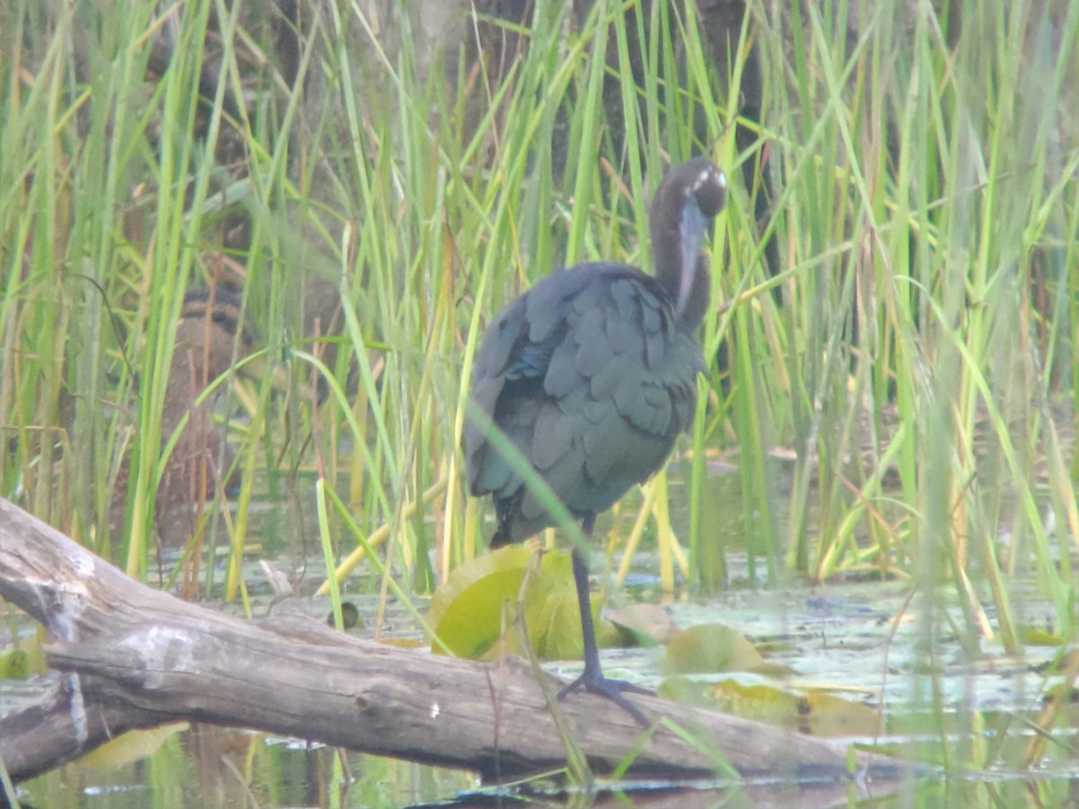 Mignattaio - ML597047391