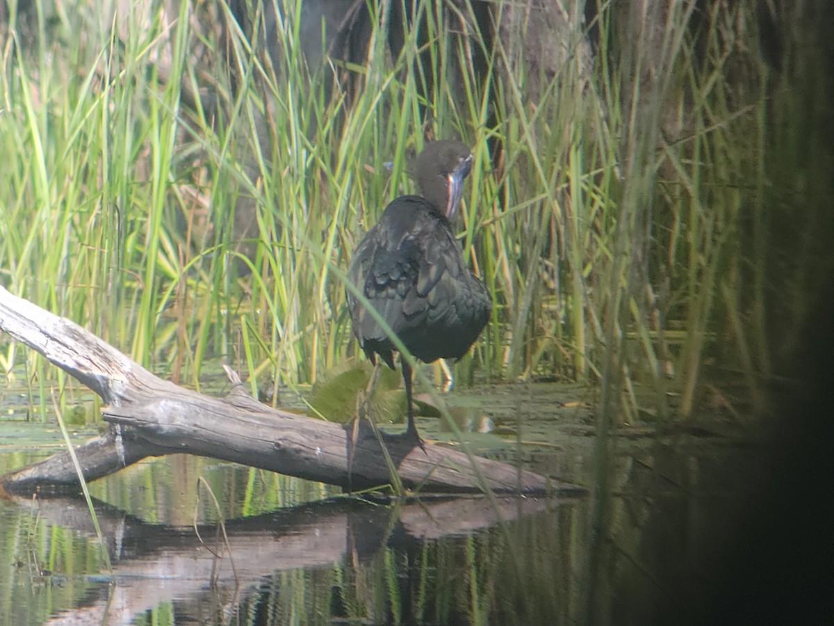 Mignattaio - ML597047401