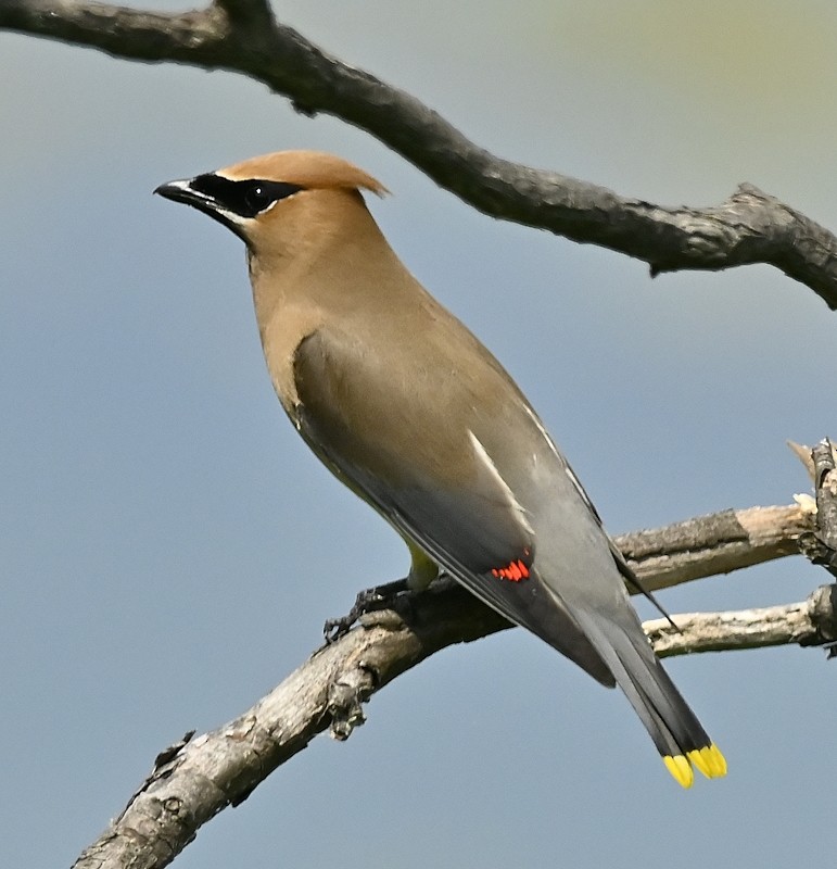 Cedar Waxwing - ML597048041