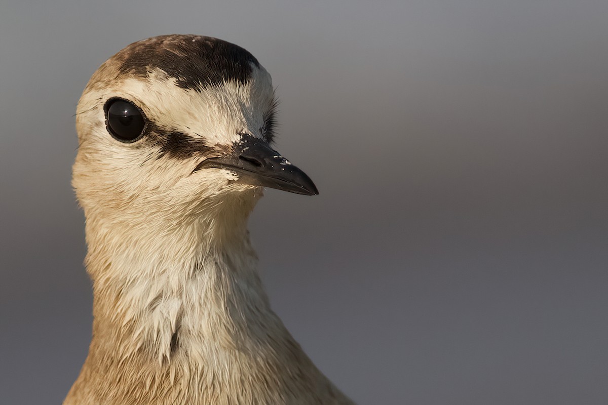 Mountain Plover - ML597048071