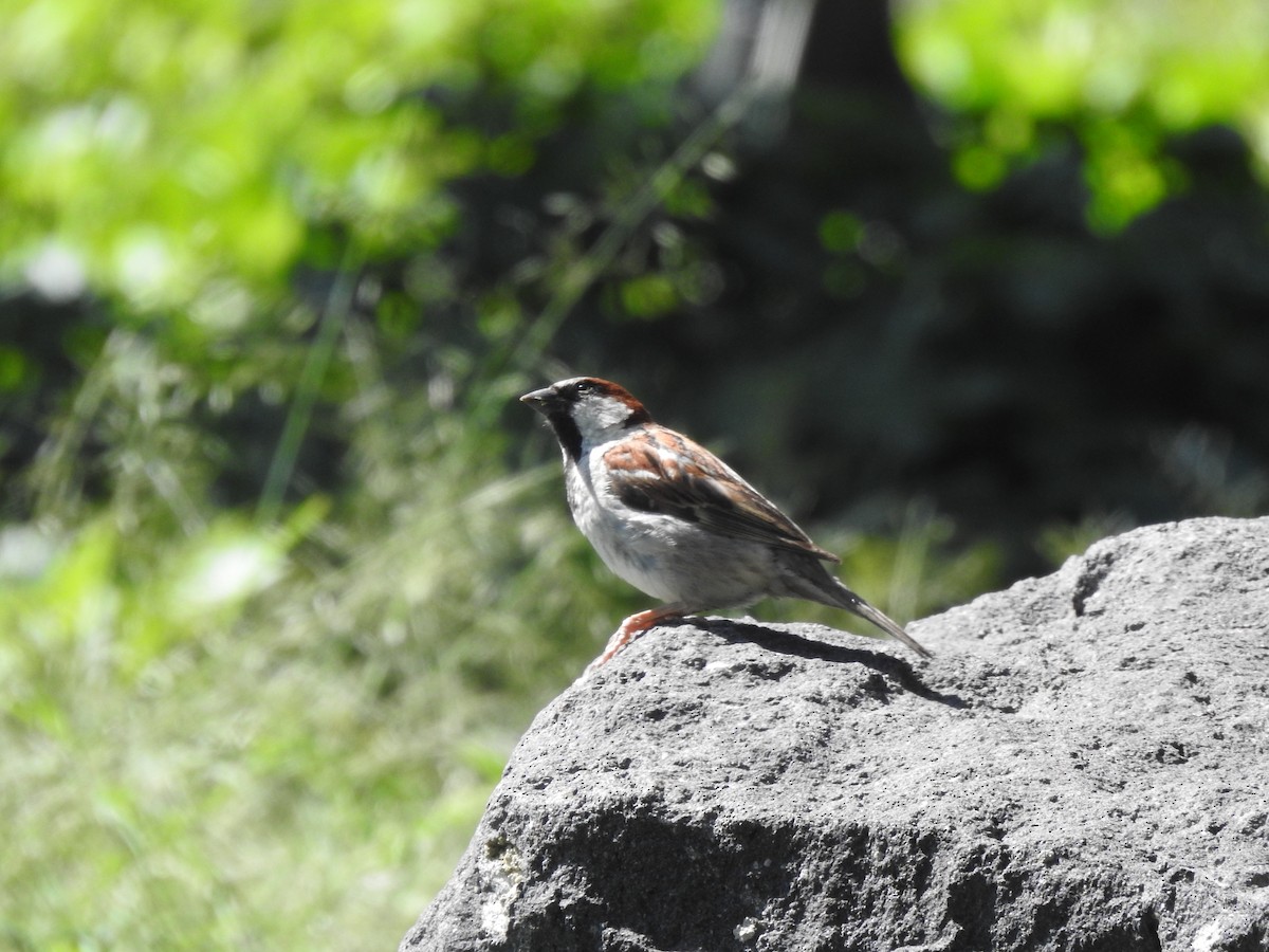 Moineau domestique - ML597049551