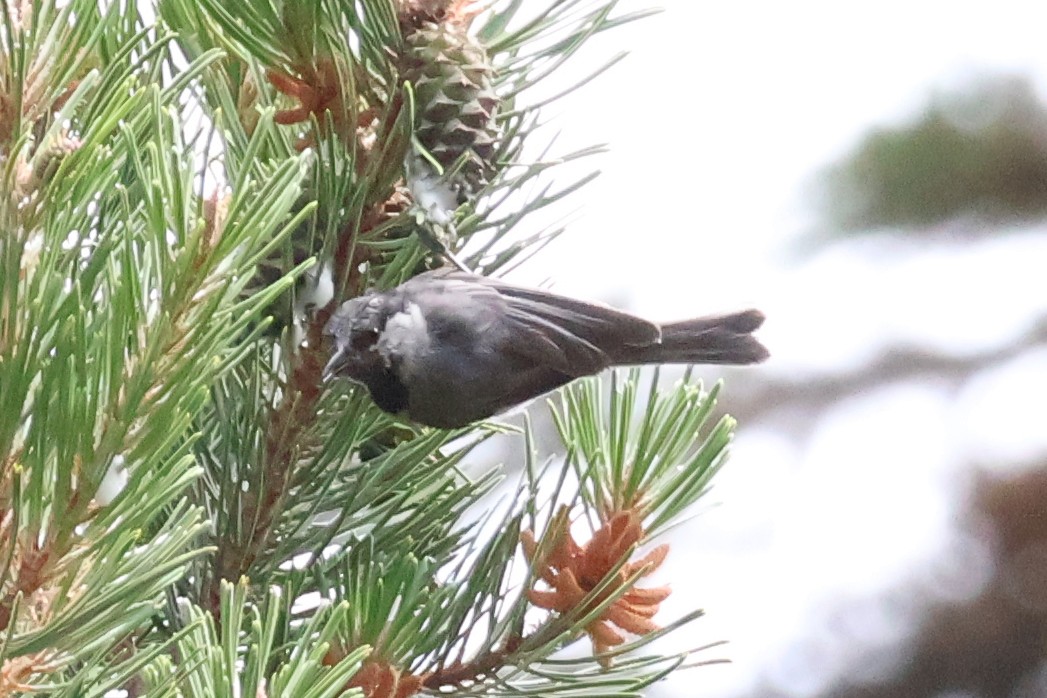 Mountain Chickadee - ML597050371