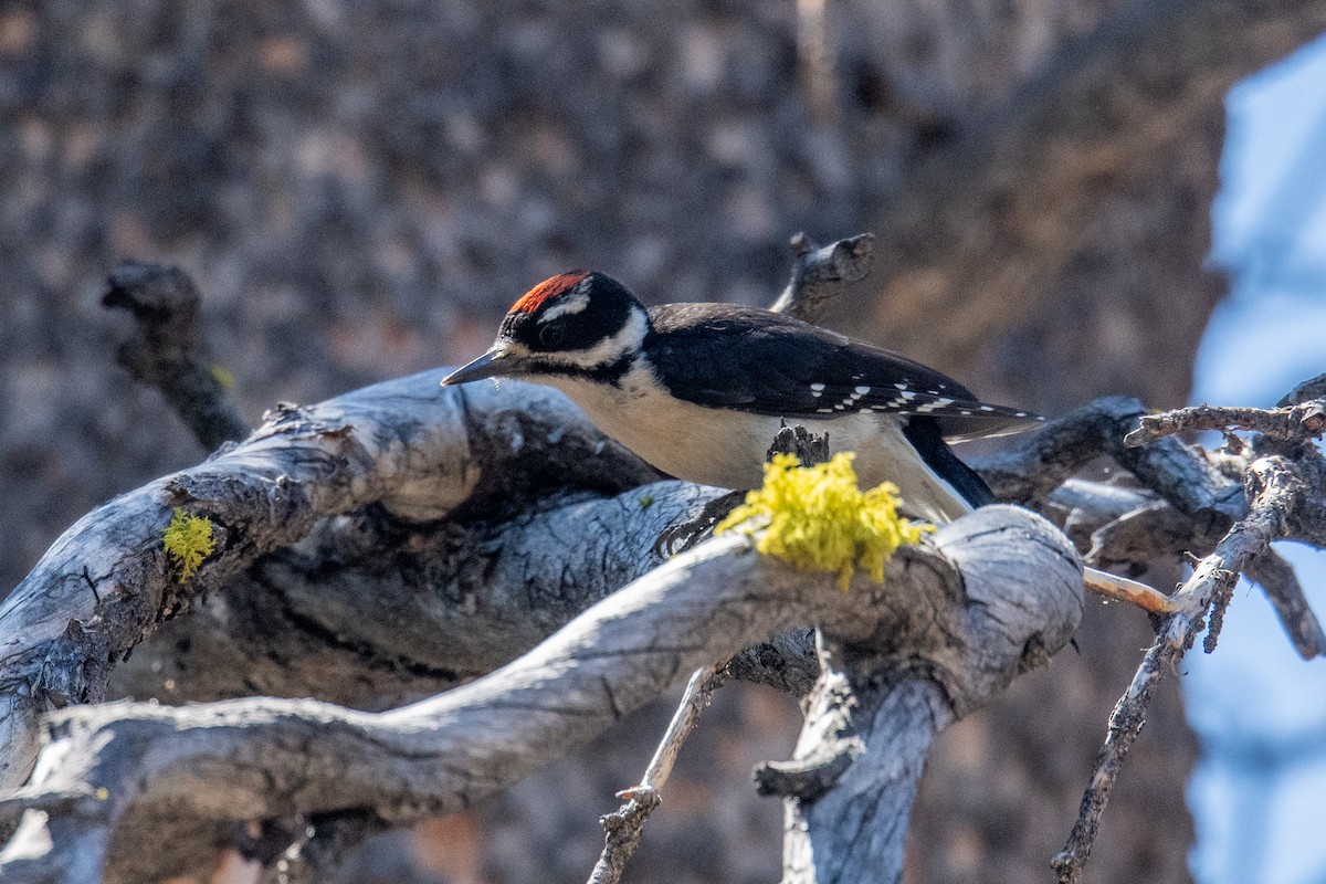 Hairy Woodpecker - ML597050411