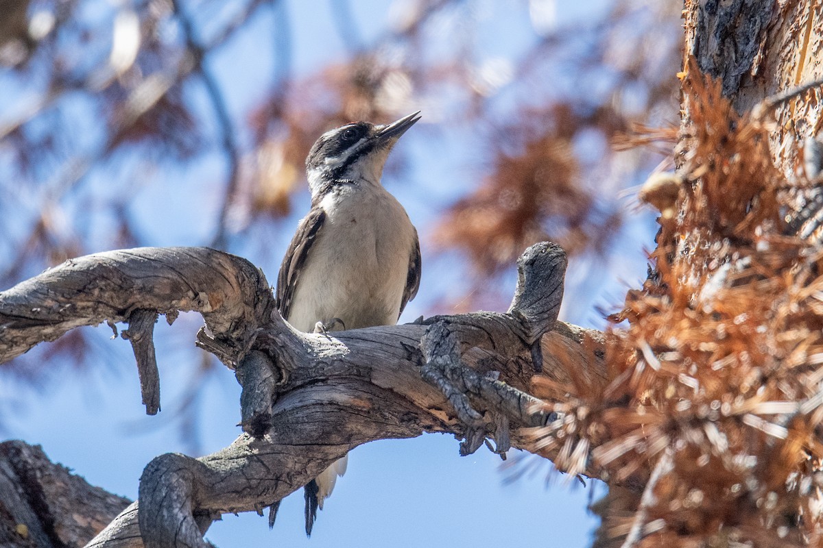 Hairy Woodpecker - ML597050421